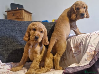 Cocker Spaniel dogs Show Type Cocker Spaniel Puppies - Advert 11