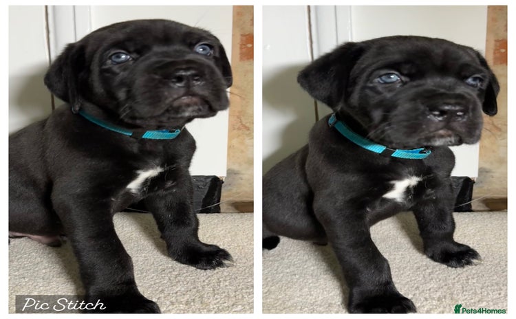 Bandog dogs BANDOG PUPPIES – SERIOUS QUALITY, SERIOUS PRESENCE - Advert 2