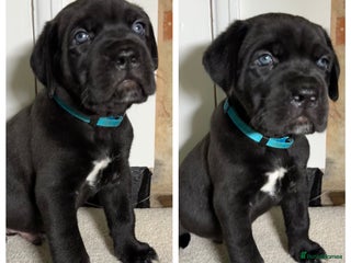 Bandog dogs BANDOG PUPPIES – SERIOUS QUALITY, SERIOUS PRESENCE - Advert 3