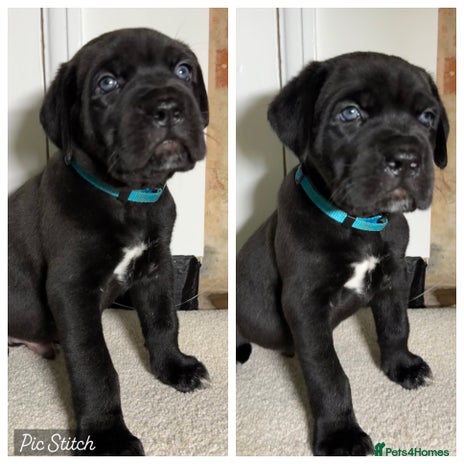 Bandog dogs BANDOG PUPPIES – SERIOUS QUALITY, SERIOUS PRESENCE - Advert 1