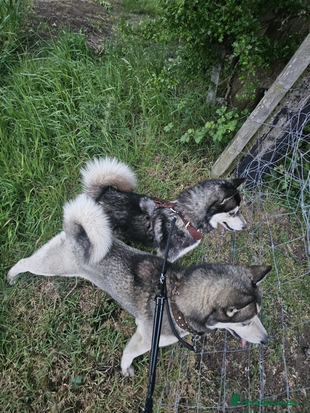 Pomsky dogs for sale: Beautiful F4 blue eyed Pomsky puppies  - Image 15