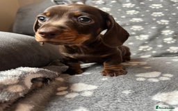 Miniature Dachshund dogs for sale: Miniature Dachshund Puppies  - Image 11