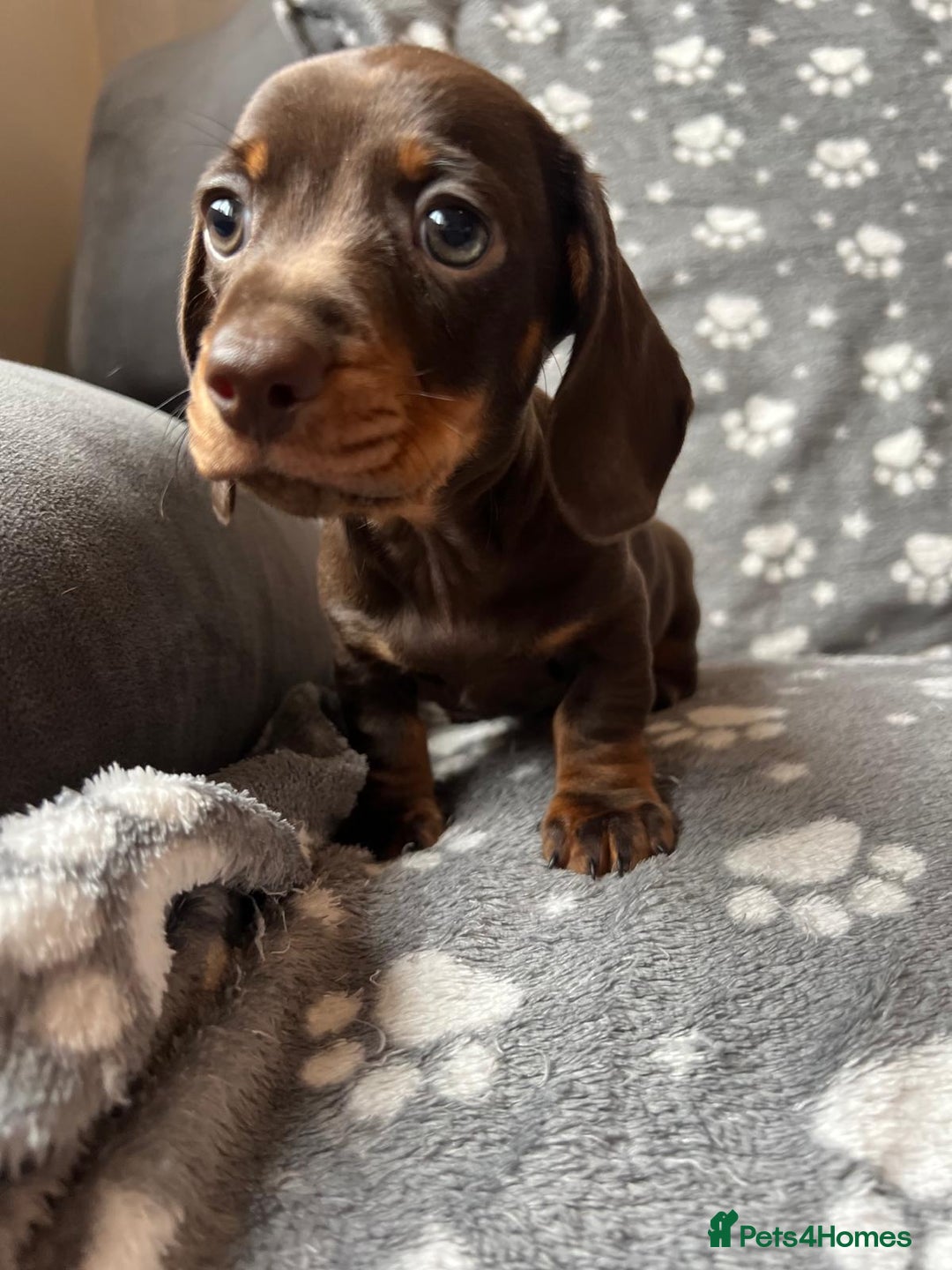 Miniature Dachshund dogs for sale: Miniature Dachshund Puppies  - Image 11