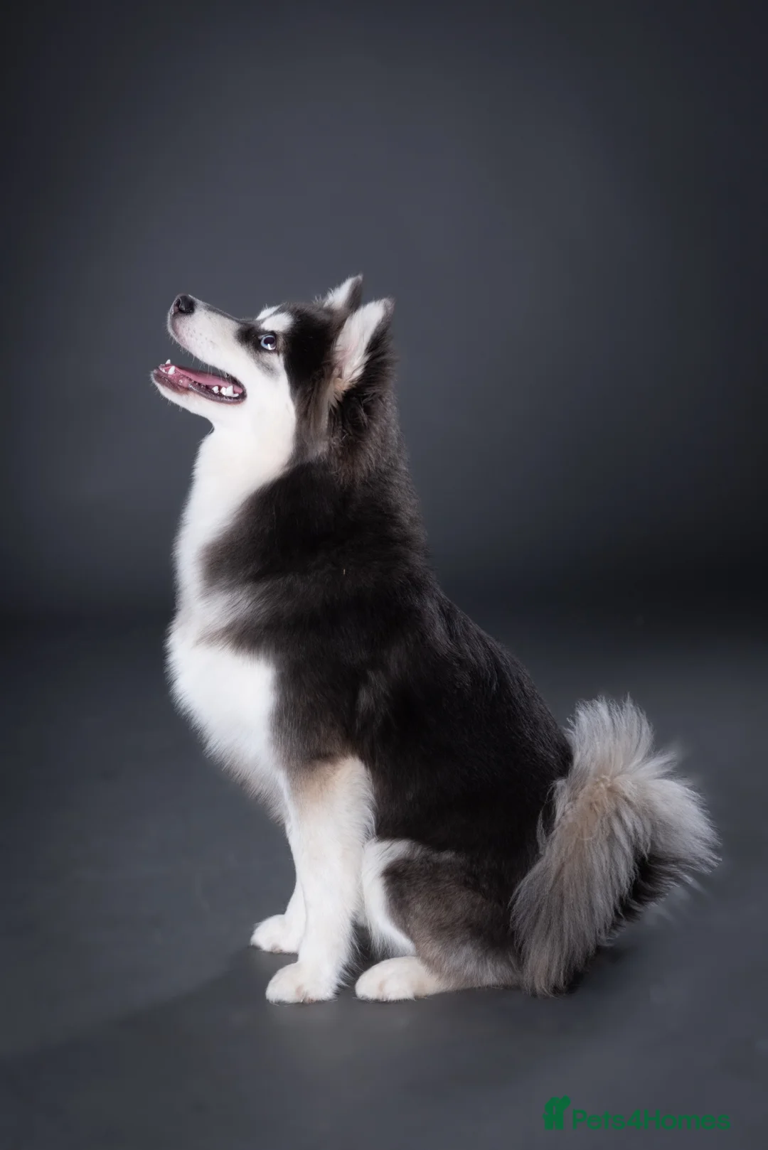 Pomsky dogs for stud: F3 Pomsky Stud (Blue and White) - Advert 7