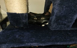 Mixed Breed cats for sale: 2 balck and one gray boys for sale - Image 3