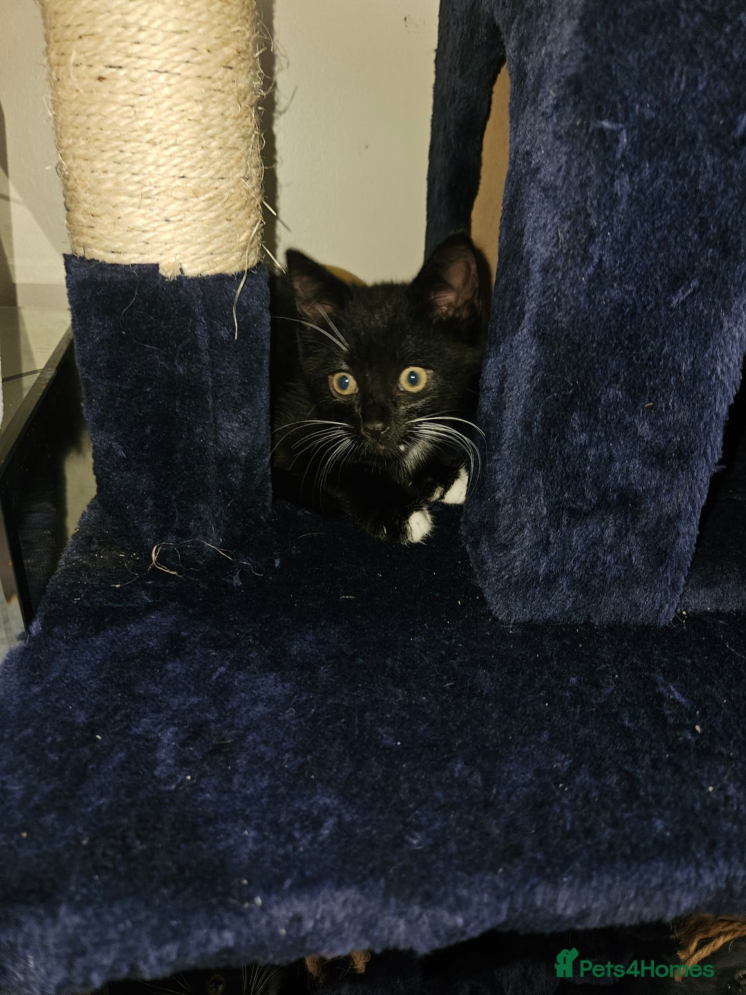 Mixed Breed cats for sale: 2 balck and one gray boys for sale - Image 3