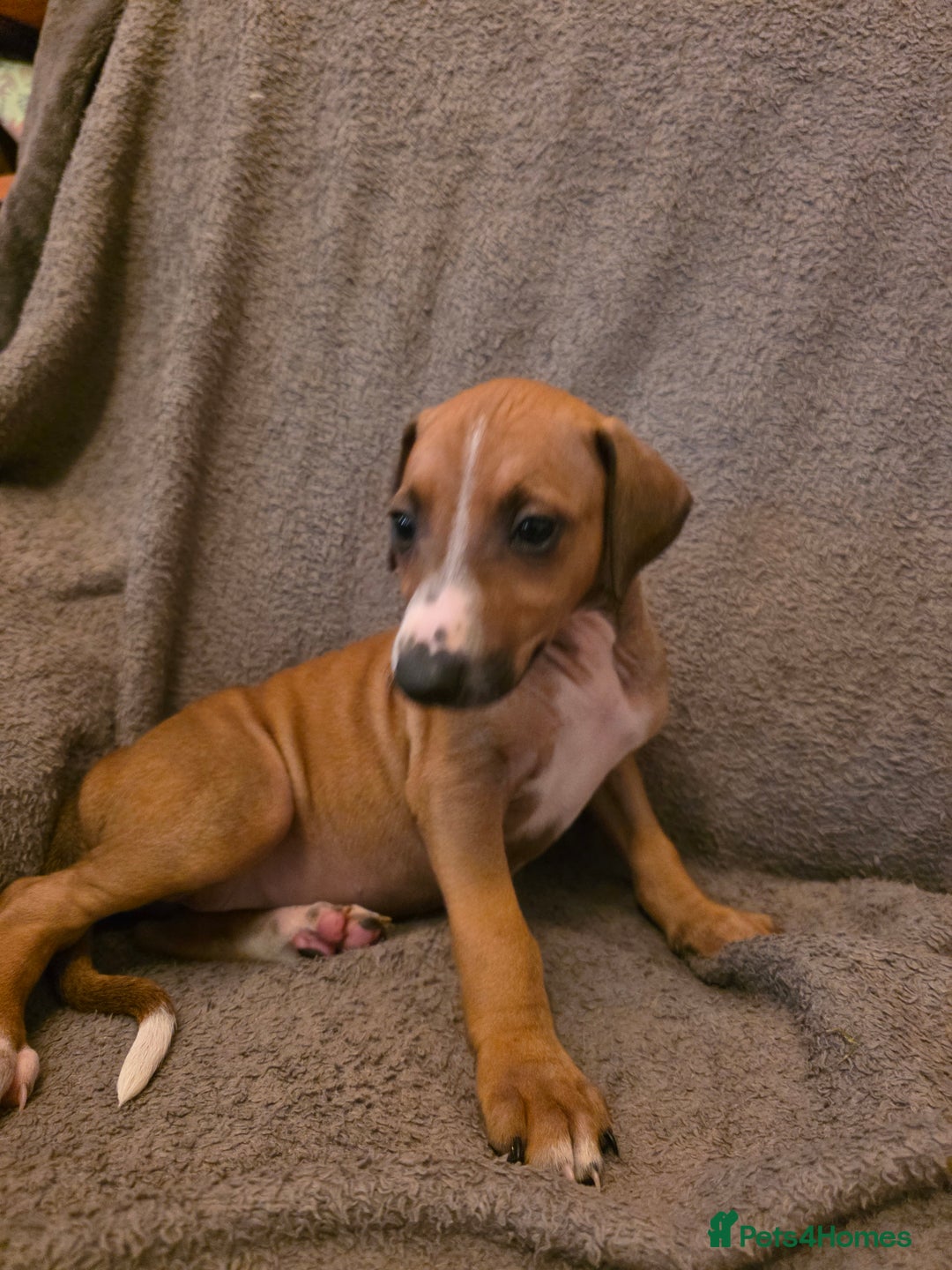 Mixed Breed dogs for sale: Italian Greyhound x Bull Greyhound Puppies - Advert 15