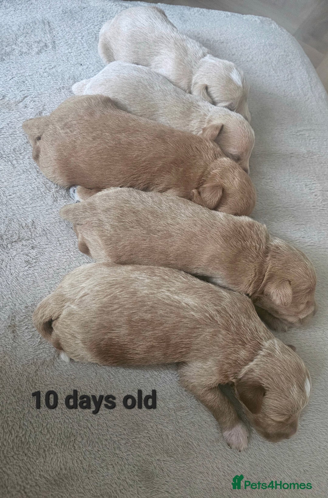 Schnoodle dogs for sale: 5 Adorable Schnoodle Puppies ❤️🩷💚💙🧡 - Image 7