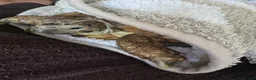 Hermann Tortoise reptiles for sale: Hermann tortoise  in Barnsley - Advert 11