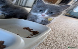 British Shorthair cats for sale: Beautiful British short hair  - Image 12