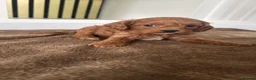 Cavapoo dogs for sale: CAVAPOO PUPPIES  FOR SALE READY FOR REHOMING in South Croydon - Advert 9