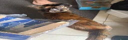Mixed Breed cats for sale: Adorable cat in Ashford - Advert 3