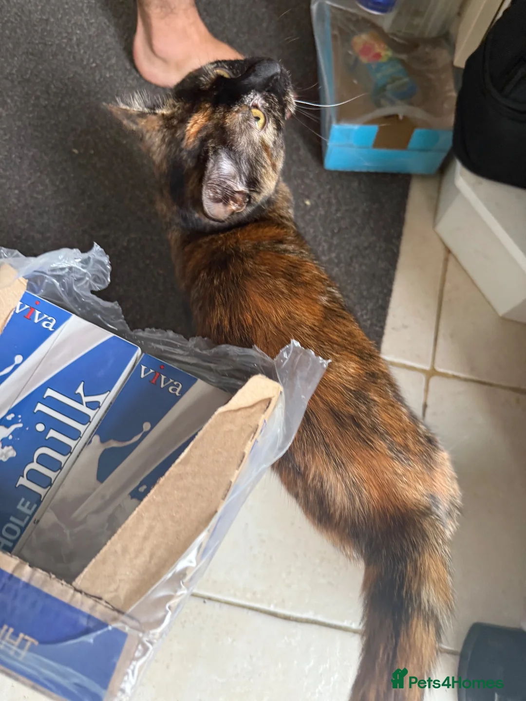Mixed Breed cats for sale: Adorable cat in Ashford - Advert 3