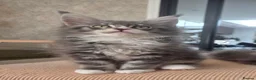 Maine Coon cats for sale: Top quality Mainecoon girls..Tica reg  - Advert 37