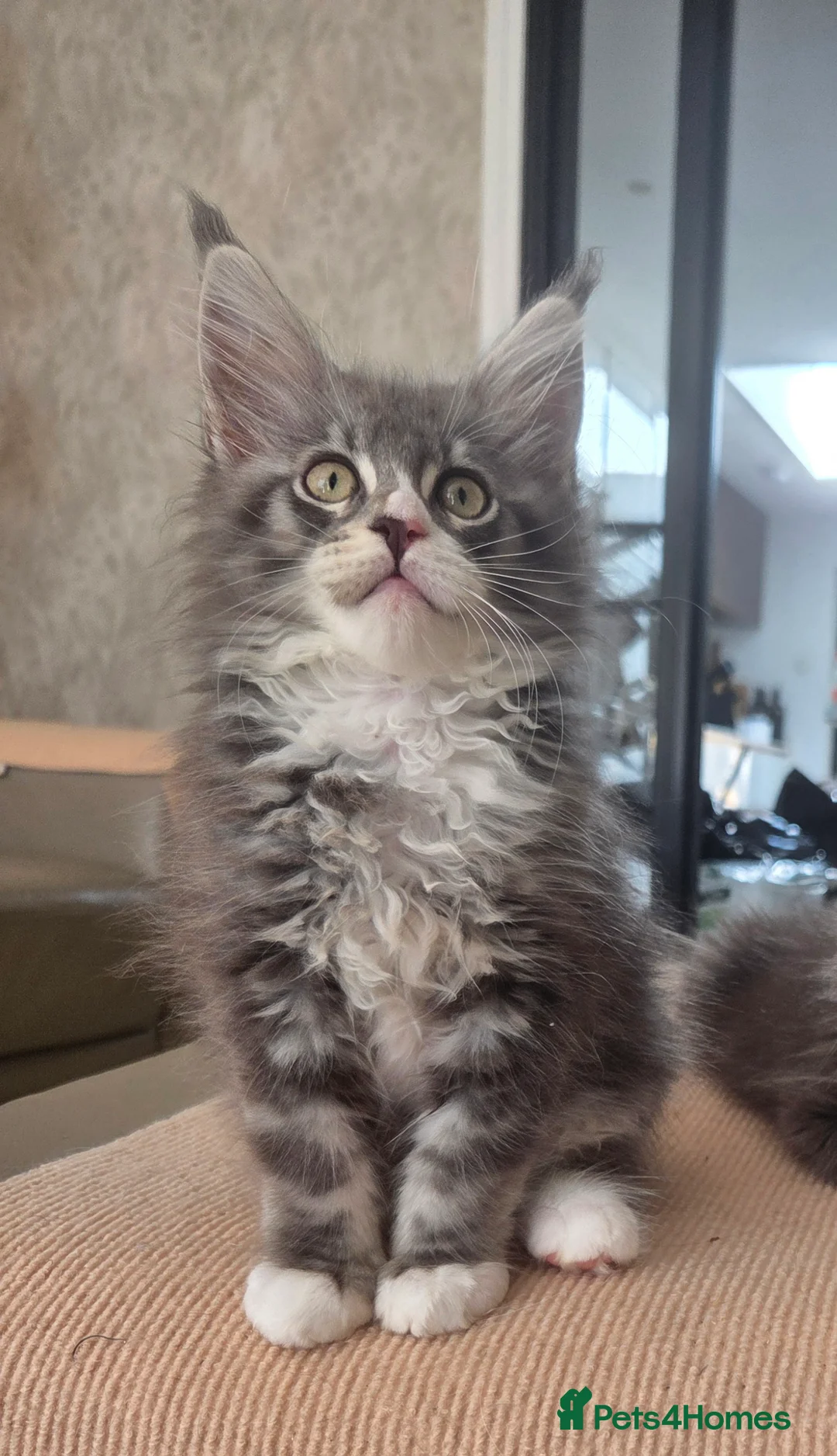 Maine Coon cats for sale: Top quality Mainecoon girls..Tica reg  - Advert 37