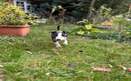 English Bull Terrier dogs for sale: English Bull Terrier Pups(Small Umbilical Hernias) - Image 2