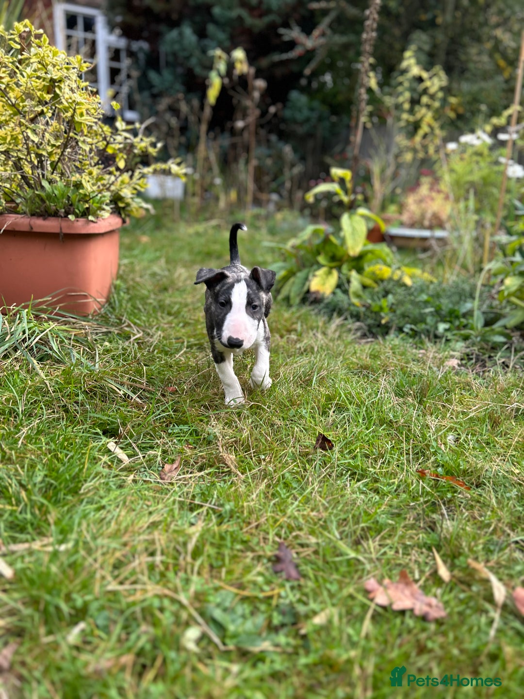 English Bull Terrier dogs for sale: English Bull Terrier Pups(Small Umbilical Hernias) - Image 2