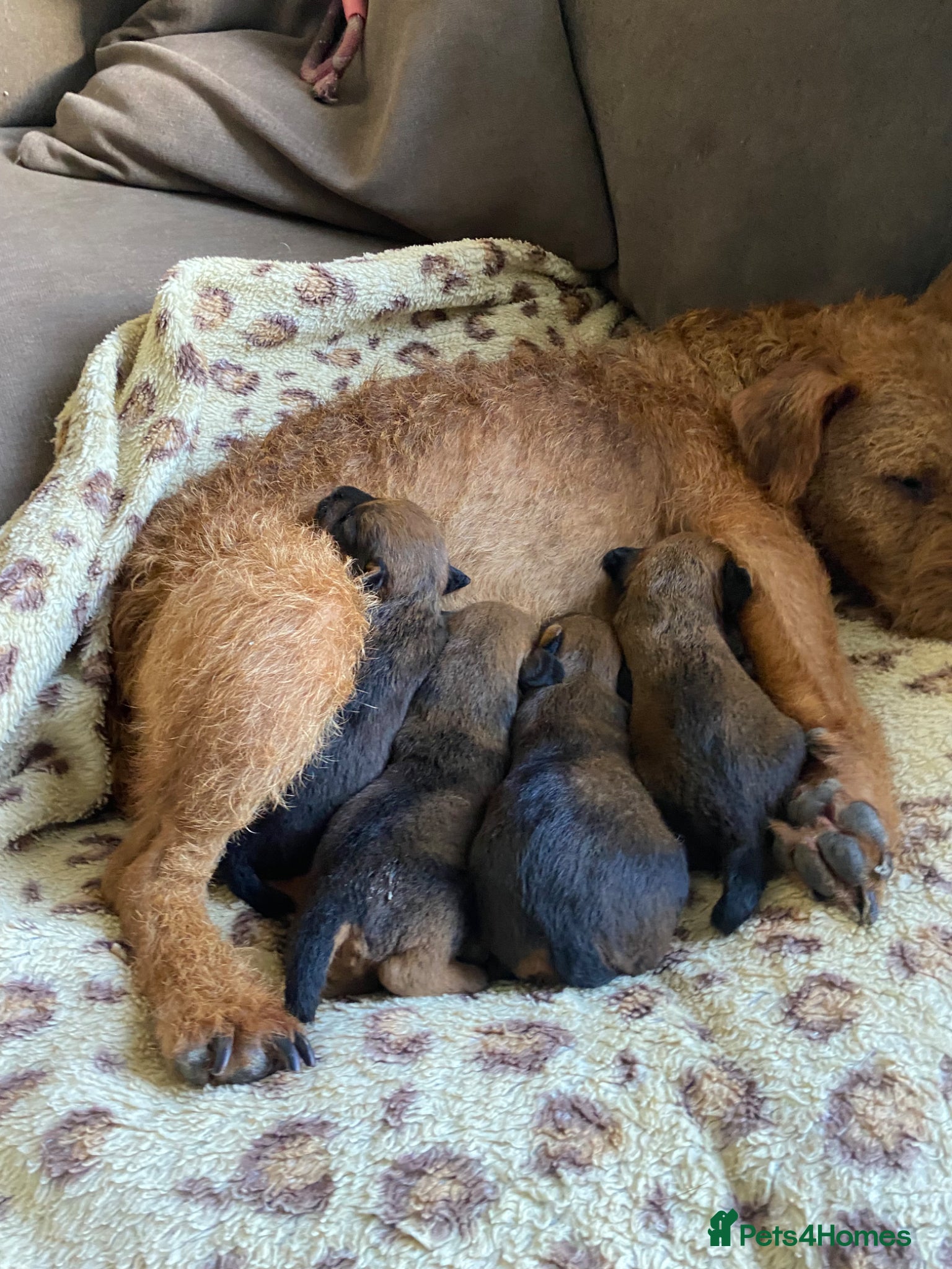 Lakeland Terrier dogs Stunning Lakelands  - Advert 1