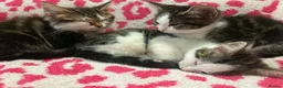 Mixed Breed cats for sale: Gorgeous kittens in Dukinfield - Advert 18