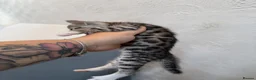 Bengal cats for sale: Bengal cross kittens - Advert 9