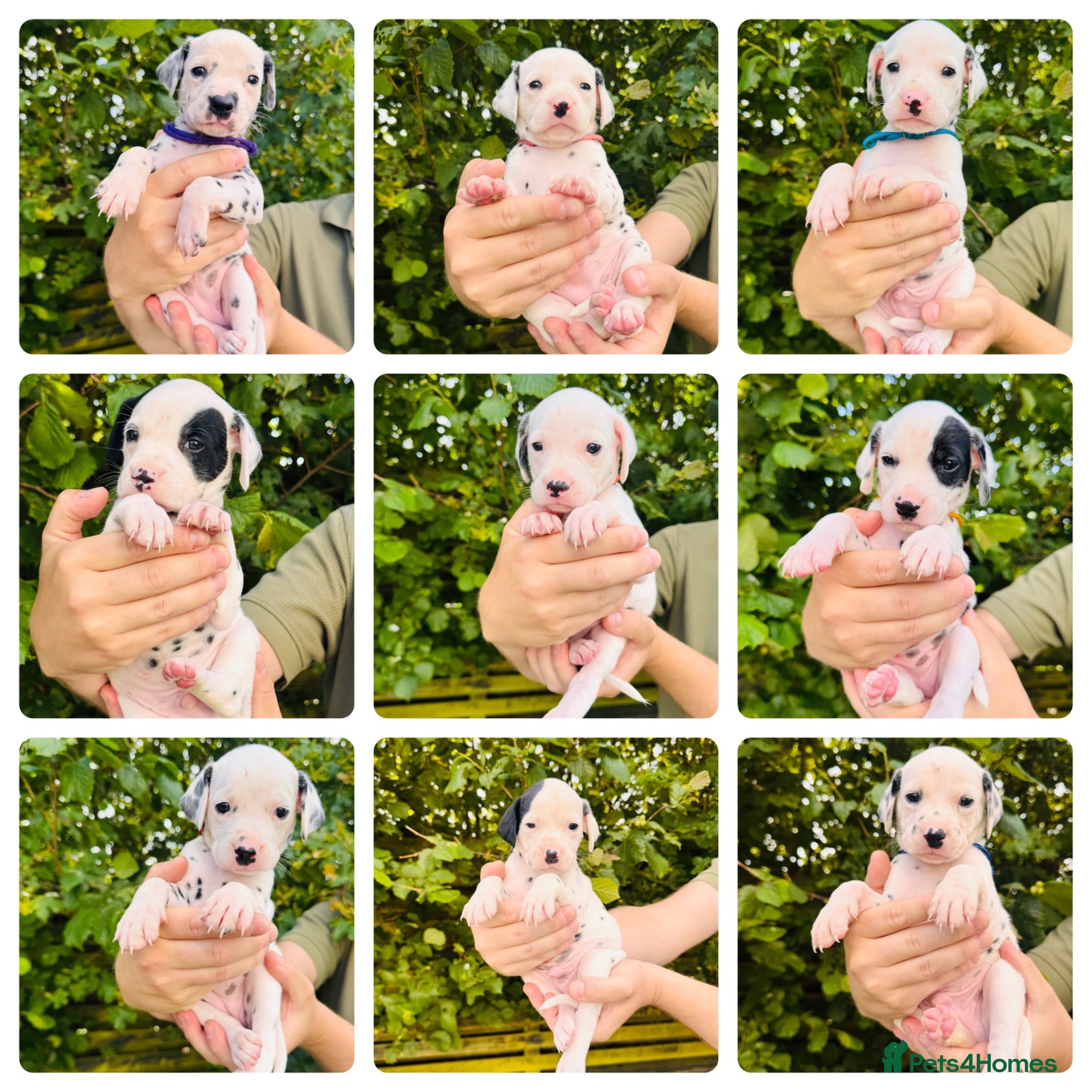 Dalmatian dogs Outstanding KC Registered Dalmatian Puppies - Advert 10