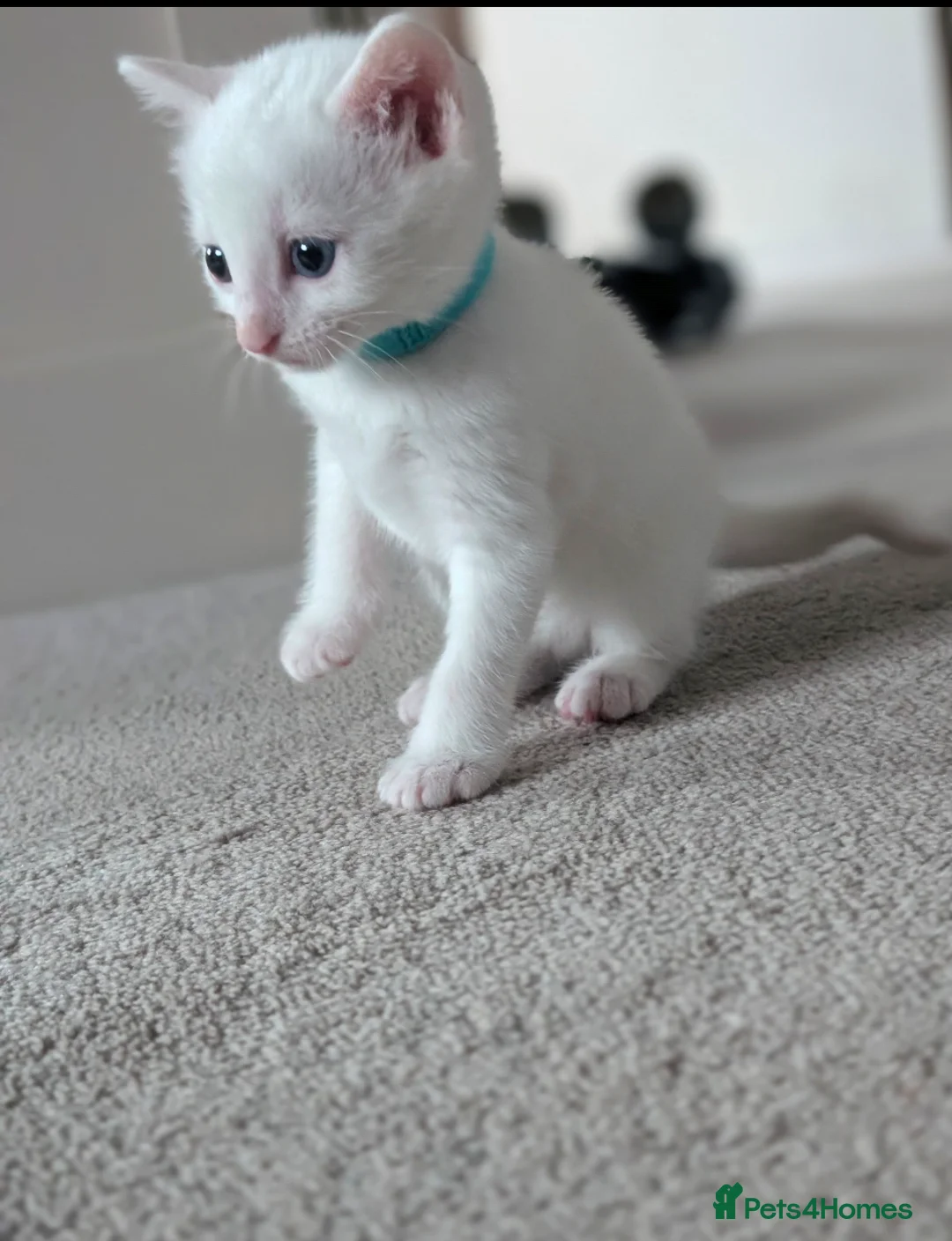 Mixed Breed cats for sale: Beautiful white male kitten (possibly deaf) - Advert 4