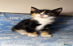 Mixed Breed cats for sale: 6 Lovely Kittens - Image 30