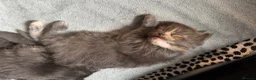 Maine Coon cats for sale: Female Dilute Tortie Maine Coon Cross - Advert 14