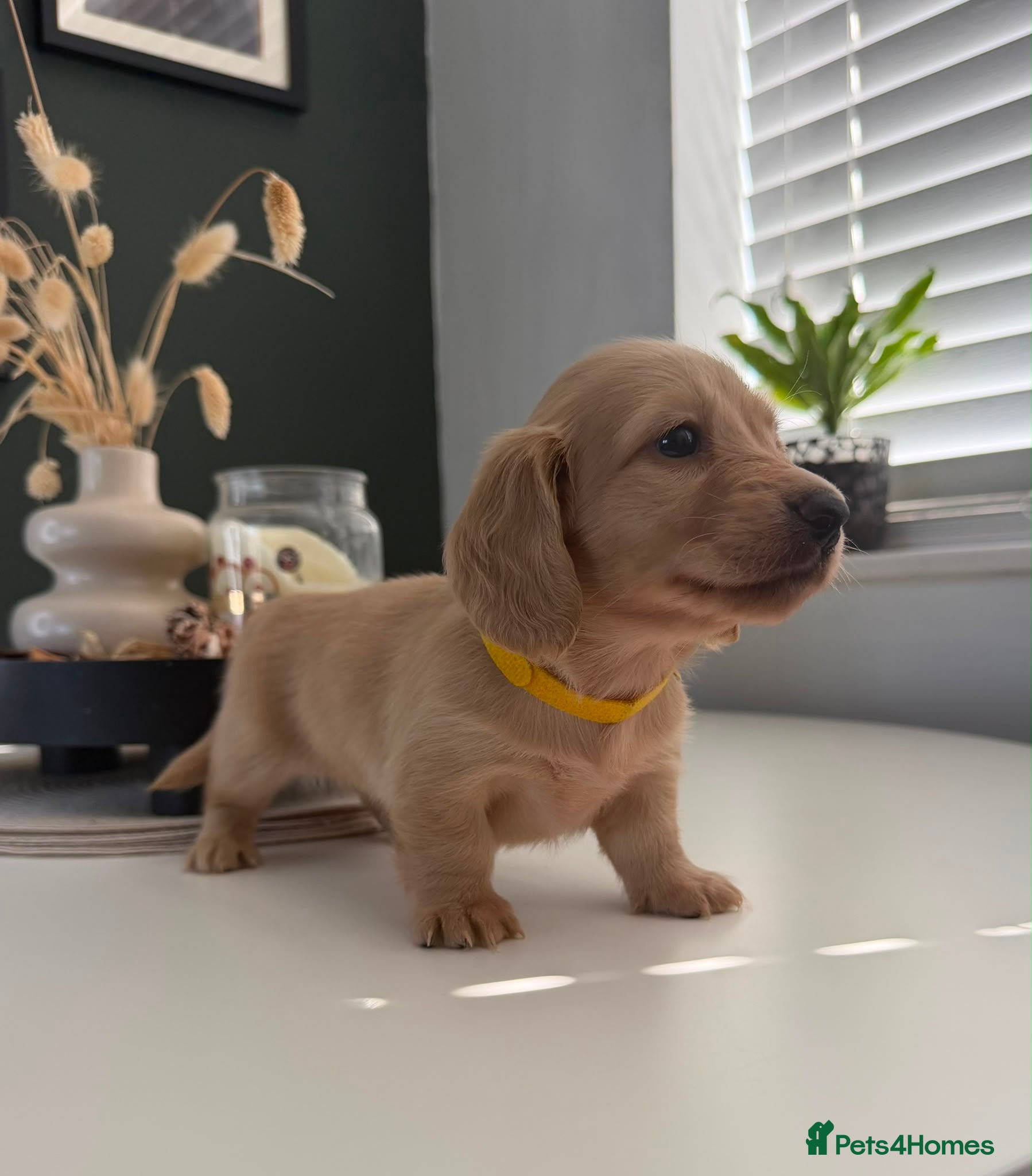 Miniature Dachshund dogs Cream Longhair Miniature Dachshund  - Advert 2