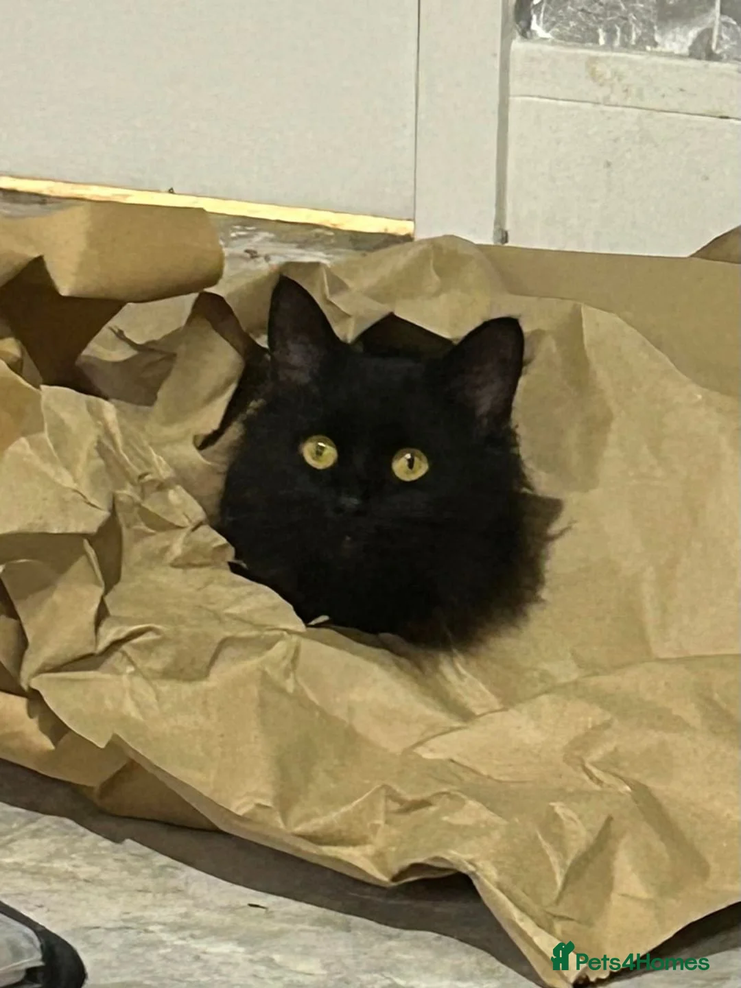 Maine Coon cats for sale: Freddie needs a home  - Advert 4