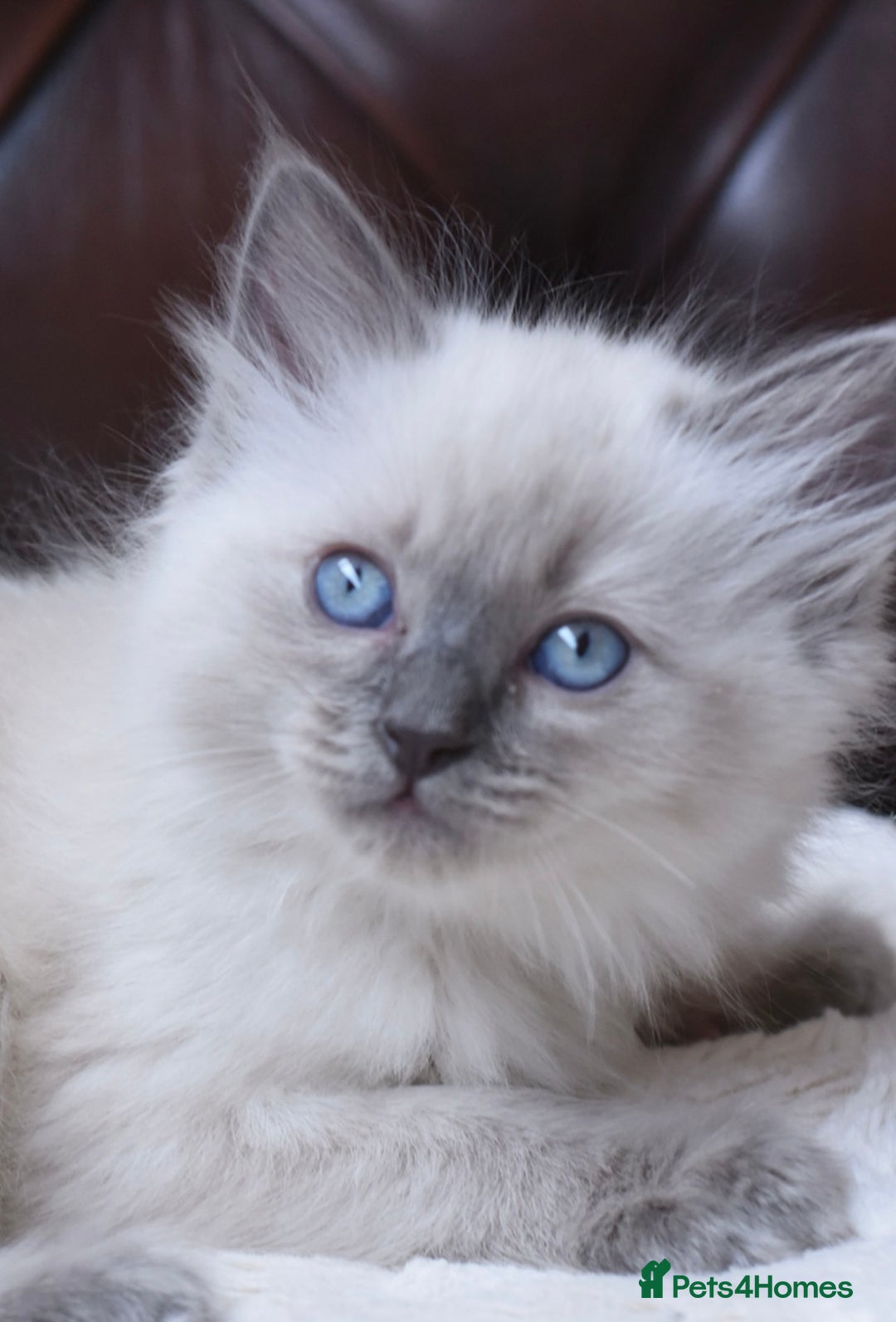 Ragdoll cats for stud: TICA registered blue point stud ragdoll  in Bristol - Advert 5
