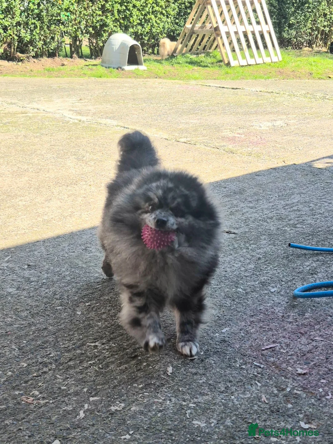 Maltipom dogs for sale: Maltipom Puppies  - Advert 2