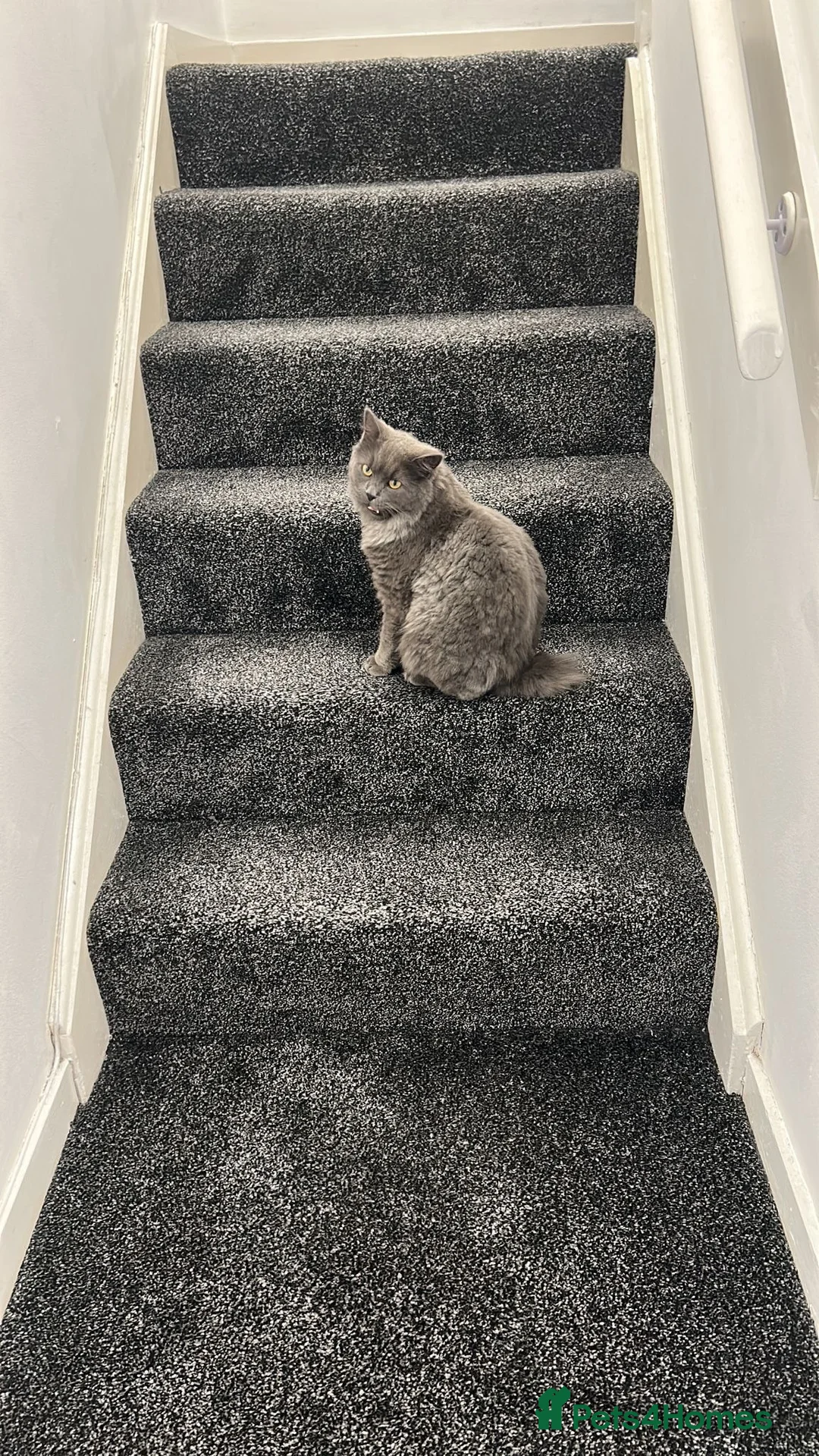 British Longhair cats for sale: Beautiful British Shorthair/Longhair Cat  in Rochdale - Advert 4