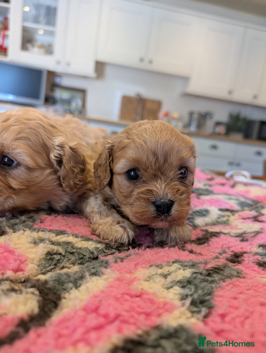 Cavachon dogs for sale: 2 Gorgeous Cavachons left🩷🩷 - Image 6