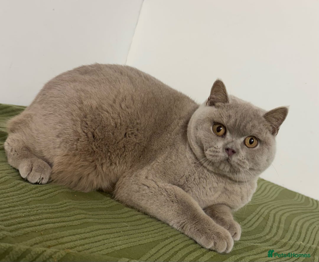 British Shorthair cats for sale: Full Pedigree Bonded Brothers  - Advert 2