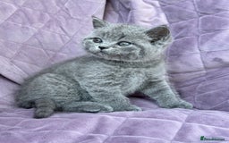 British Shorthair cats for sale: British shorthair kittens🐻🐻‍❄️🐻🐻‍❄️🐻🐻‍❄️ - Image 17