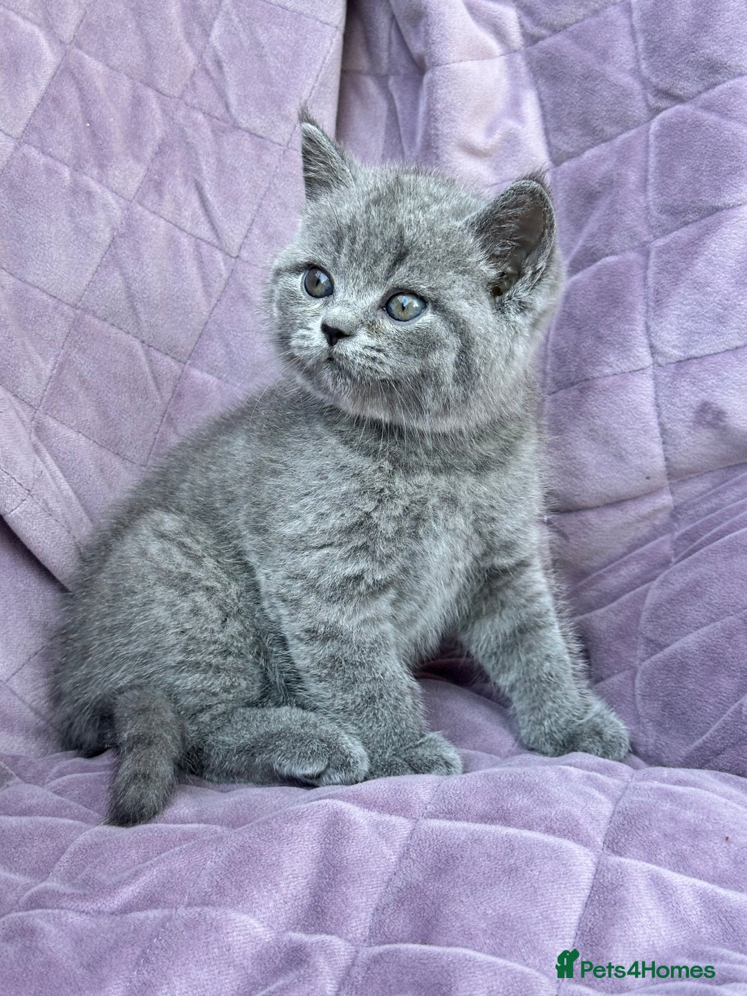 British Shorthair cats for sale: British shorthair kittens🐻🐻‍❄️🐻🐻‍❄️🐻🐻‍❄️ - Image 17