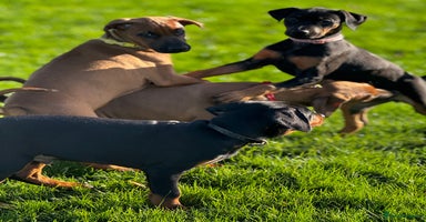 Dobermann dogs 75% dobermanns. Reduced price on last couple!!! - Advert 7