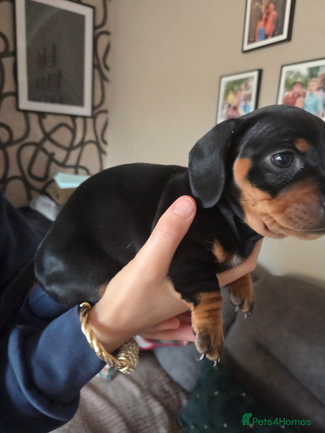 Dachshund dogs for sale: Dashunds  - Advert 10