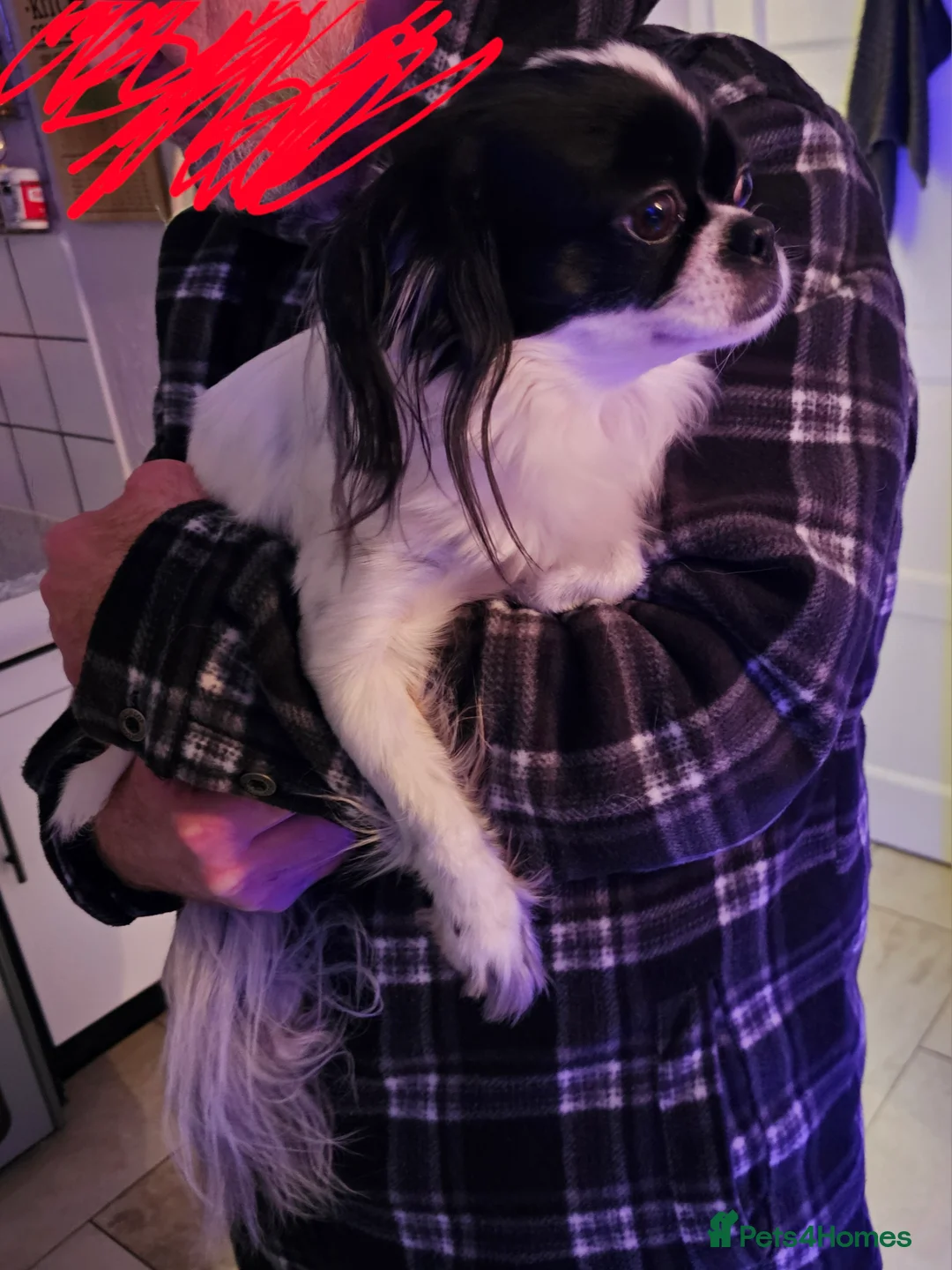 Mixed Breed dogs for sale: Papillon x Chihuahu ADULT Female  - Advert 4