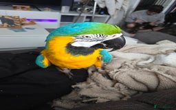 Macaws birds for sale: Female BNG MAcaw - Image 6