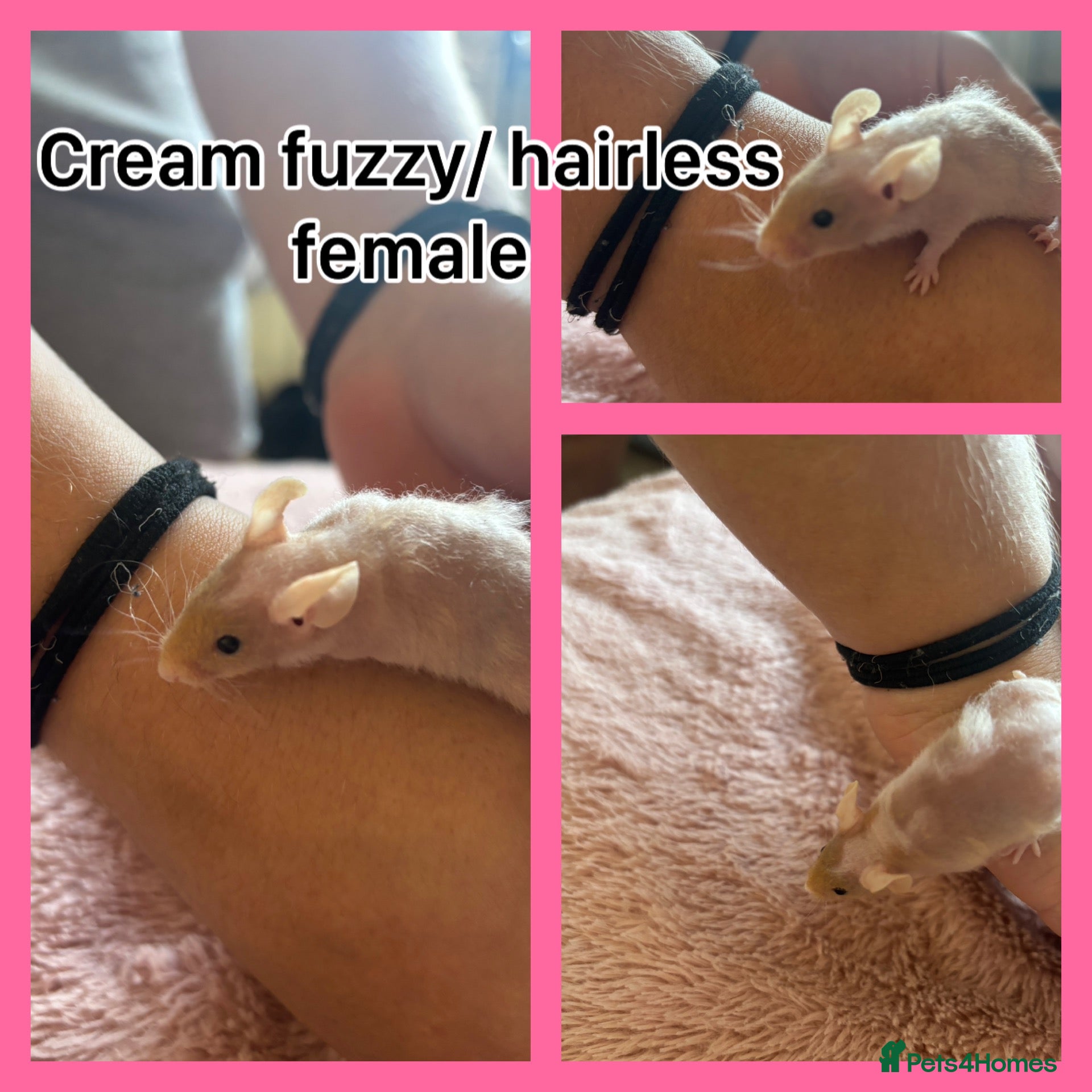 Mouse rodents Fancy mice ready now  - Advert 7