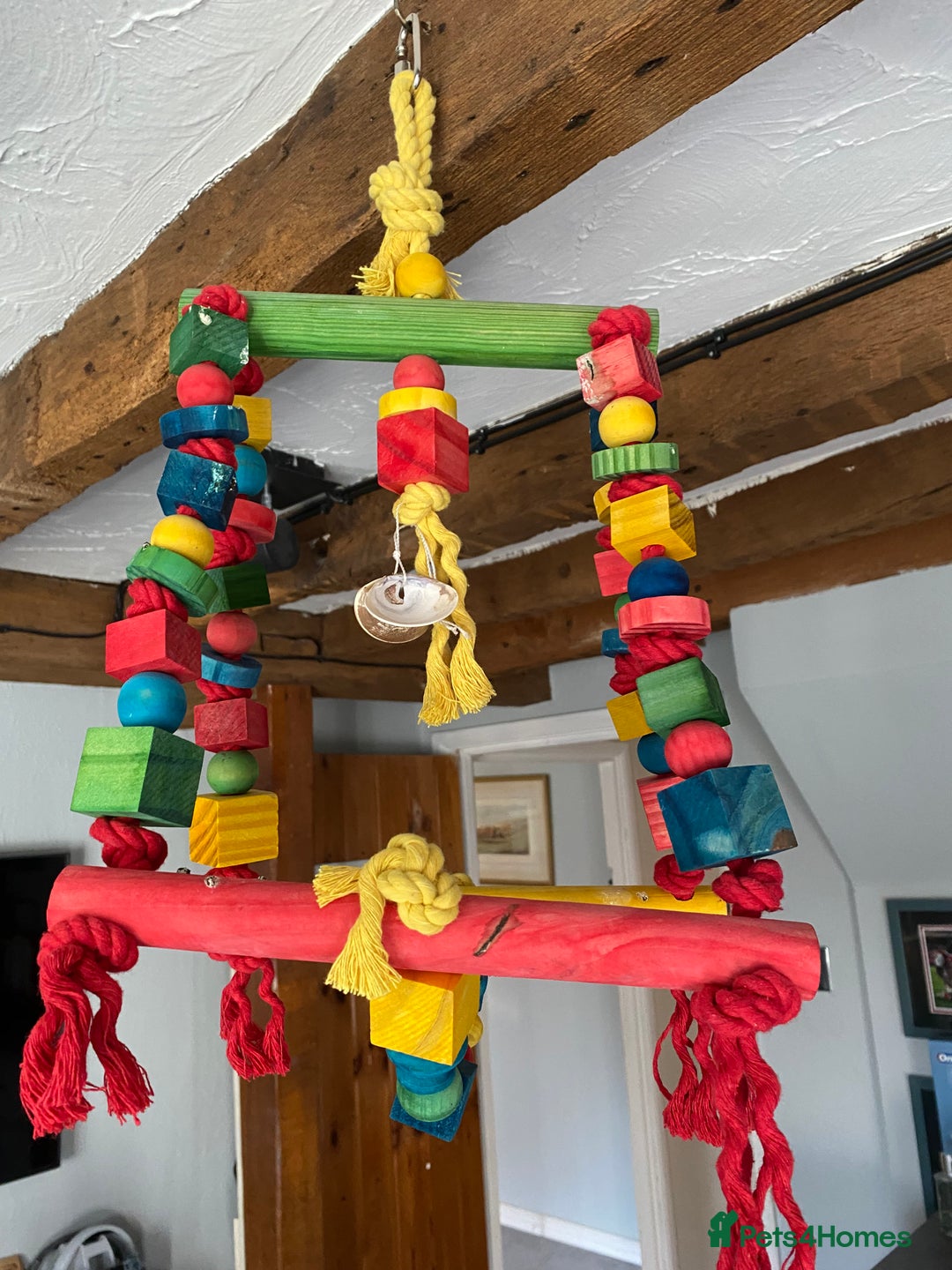 Parakeets birds for sale: Kakariki female ( kiwi) - Advert 2