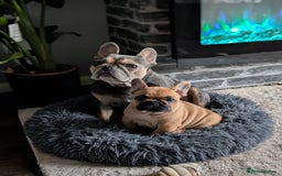 French Bulldog dogs for sale: Stunning Red fawn black & tan KC reg frenchie pups - Image 2