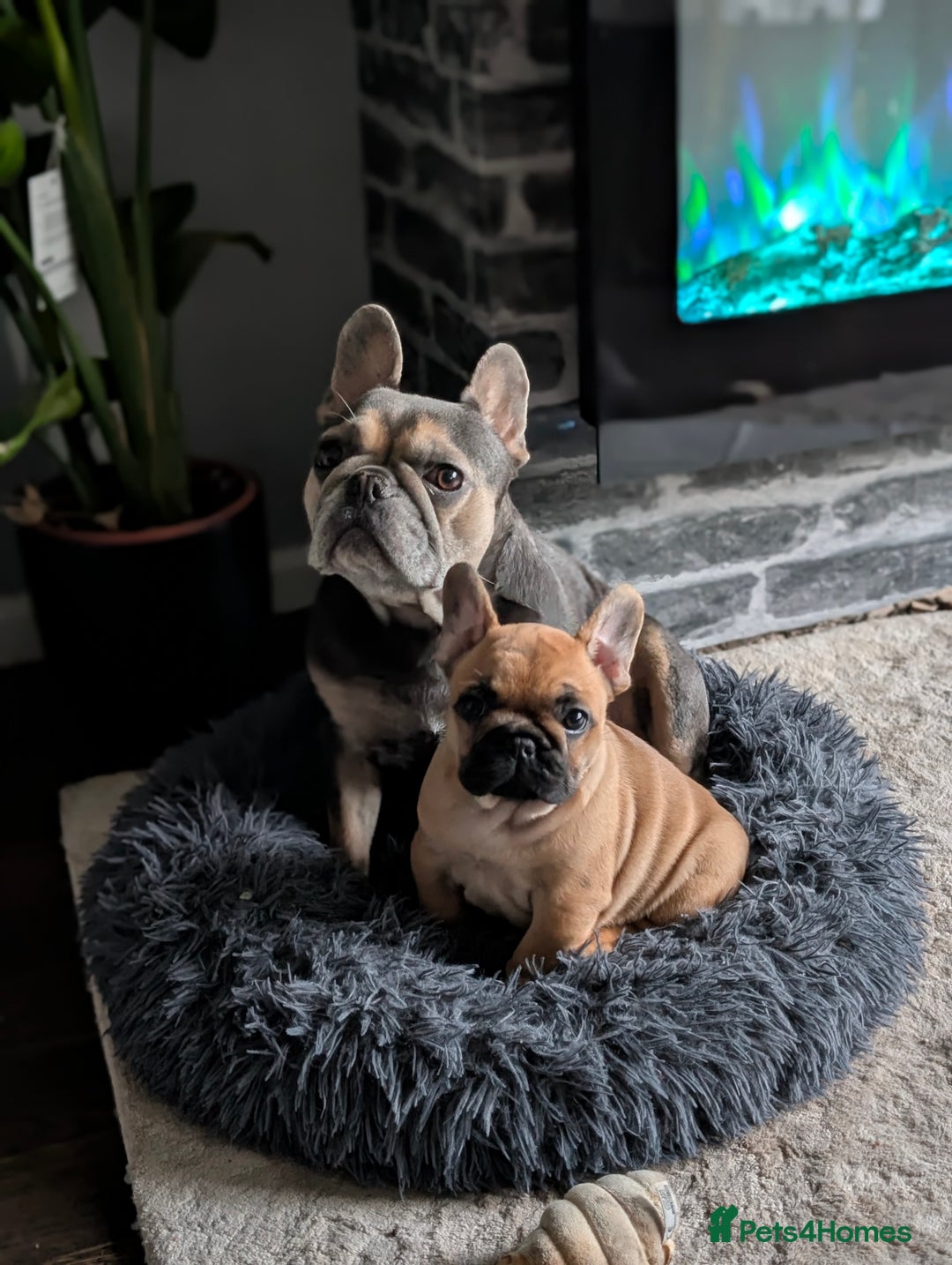 French Bulldog dogs for sale: Stunning Red fawn black & tan KC reg frenchie pups - Image 2