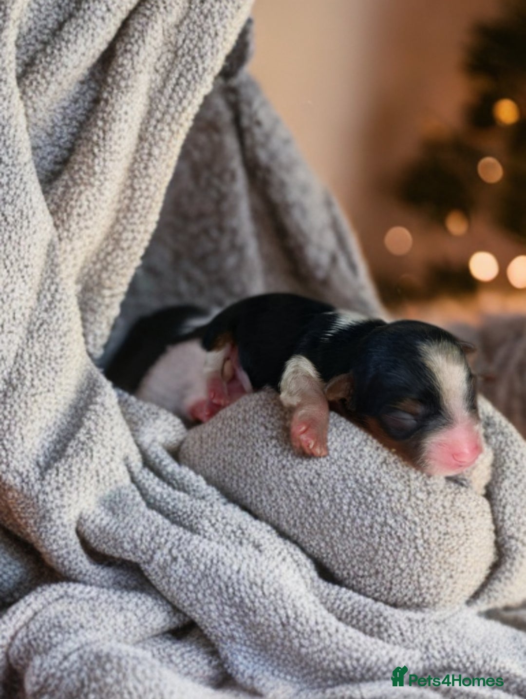 Yorkshire Terrier dogs for sale: Posh puppies😍😍 colorfull Yorkshire terrier🐶🐶🐶 - Advert 10