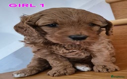 Mini Goldendoodle dogs for sale: F1b Red Miniature Goldendoodles tested parents - Image 28
