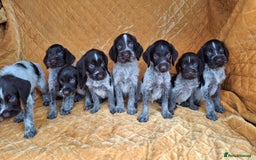 German Wirehaired Pointer dogs for sale: Quality German wirehaired pointer pups. - Image 14