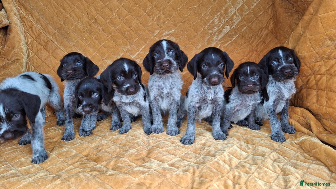German Wirehaired Pointer dogs for sale: Quality German wirehaired pointer pups. - Image 14