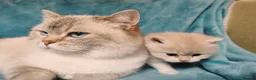 British Shorthair cats for sale: 1 left! Golden British Shorthair kitten GCCF - Advert 6